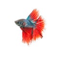 thai fighting fish . Beautiful color