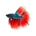 thai fighting fish . Beautiful color