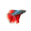 Thai fighting fish. Beautiful colour