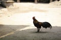 A Thai fighting Rooster standing on a dirt path in a village in Northern Thailand