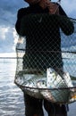 Thai fisherman holding a shoal of big Common Silver barb in a fish net Royalty Free Stock Photo