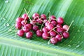 Thai flacourtia fruit Royalty Free Stock Photo