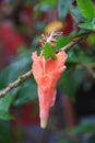 Thai Flower : Hibiscus rosa-sinensis is a species of tropical hibiscus, a flowering plant in the Hibisceae tribe of the family.