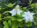 Thai flower name is Pouson flower White, beautiful, fragrant