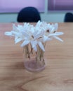 Thai flower named Kasalong, white color, naturally beautiful Looks fresh, magical.