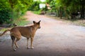 Thai folk dog keeps walking Royalty Free Stock Photo