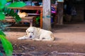 Thai folk dog keeps watch Royalty Free Stock Photo