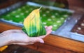 Thai Food, Dessert, Snack: Traditional sweet sticky rice stuffed with variety of fruit filling tropical produce; taro, banana Royalty Free Stock Photo