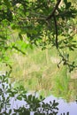 Thai forest lake ripples viewed from beneath a green overhanging tree. Royalty Free Stock Photo