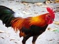 Thai fight chicken Royalty Free Stock Photo