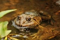 Thai frog in pond Royalty Free Stock Photo