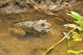 Thai frog in pond Royalty Free Stock Photo