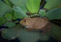 Thai frog in a pond Royalty Free Stock Photo