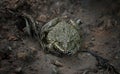 Thai frog in a pond Royalty Free Stock Photo