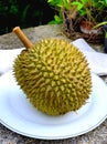 Thai fruit durian products agricultural products