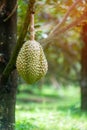 Thai fruit king , Monthong durian can help reduce fat or cholesterol levels.