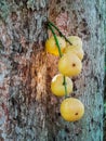 Thai fruit rambeh on the rambi tree Royalty Free Stock Photo