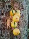 Thai fruit rambeh on the rambi tree Royalty Free Stock Photo