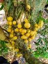 Thai fruit rambeh on the rambi tree Royalty Free Stock Photo