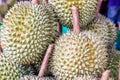 Thai Fruits : Durian, the Controversial King of Tropical Fruits