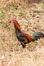 Thai gamecock