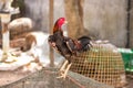 Thai gamecock Royalty Free Stock Photo