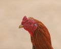 Thai gamecock Royalty Free Stock Photo