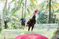 Thai gamecock standing on the house. Royalty Free Stock Photo