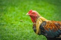 Thai gamecocks animals Royalty Free Stock Photo