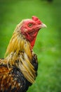 Thai gamecocks animals Royalty Free Stock Photo