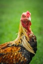 Thai gamecocks animals Royalty Free Stock Photo