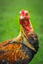 Thai gamecocks animals Royalty Free Stock Photo