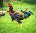 Thai gamecocks animals Royalty Free Stock Photo