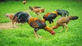 Thai gamecocks eating rice on the ground Royalty Free Stock Photo