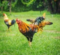 Thai gamecocks animals Royalty Free Stock Photo