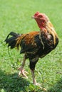 Thai gamecocks animals Royalty Free Stock Photo