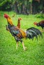 Thai gamecocks animals Royalty Free Stock Photo