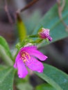 Thai ginseng flowers in the garden