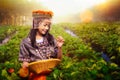 Thai girl in traditional dress of chiang mai working in strawberry farm Royalty Free Stock Photo