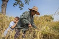 A Thai grandmother and her grandson working in a rice field in northeastern Thailand during the harvest period