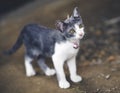 Thai gray white cat relax area outdoors