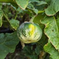 Thai green eggplant Royalty Free Stock Photo