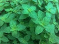 Thai green herb. Royalty Free Stock Photo