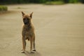 Thai hansen disease dog stand alone on the road