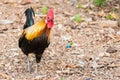 Thai hen or Bantam Chicken male look for food at plantation farm Royalty Free Stock Photo