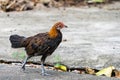 Thai hen or Bantam Chicken male look for food at plantation farm Royalty Free Stock Photo