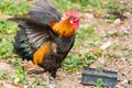 Thai hen or Bantam Chicken male look for food at plantation farm Royalty Free Stock Photo