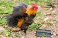 Thai hen or Bantam Chicken male look for food at plantation farm Royalty Free Stock Photo