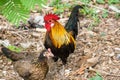 Thai hen or Bantam Chicken male look for food at plantation farm Royalty Free Stock Photo