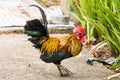 Thai hen or Bantam Chicken male look for food at plantation farm Royalty Free Stock Photo